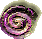 a shell