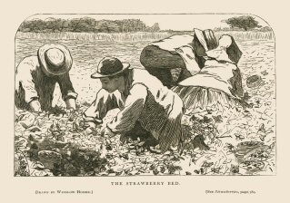 The Strawberry Bed