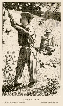 boys picking apples