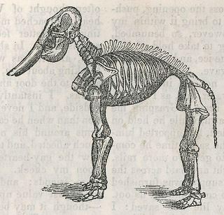 skeleton of a mammoth
