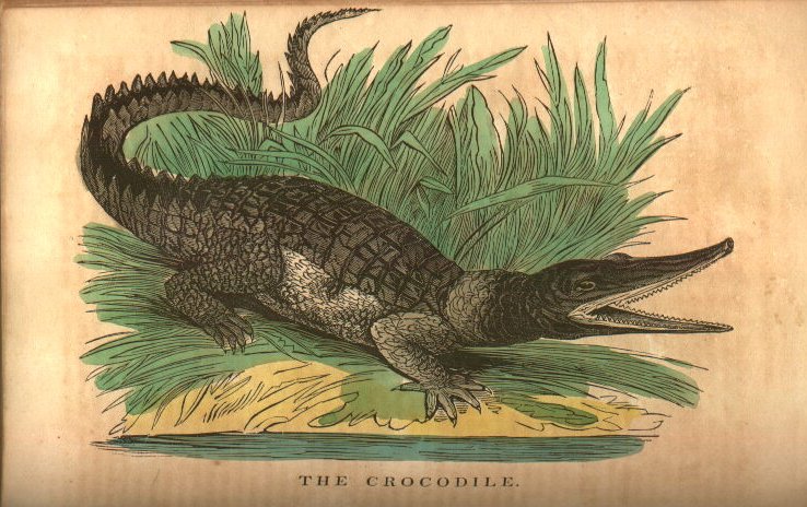 crocodile