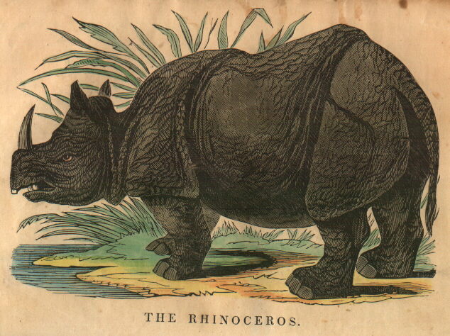 rhinoceros