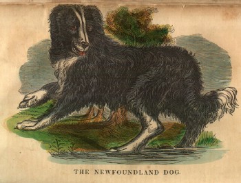 dog, 1841