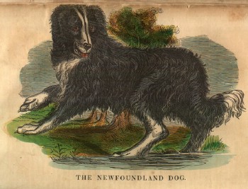 dog, 1841