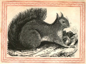 squirrel