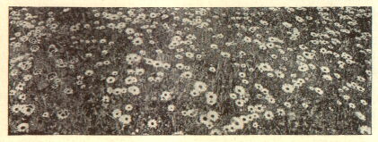 a daisy field