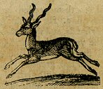 illus of antelope