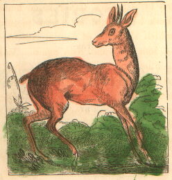 an antelope
