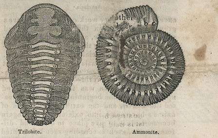 trilobite and ammonite