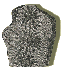 fossil leaves
