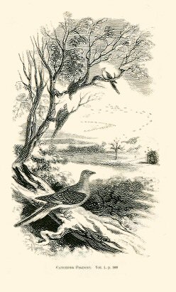 pigeons in a landscape