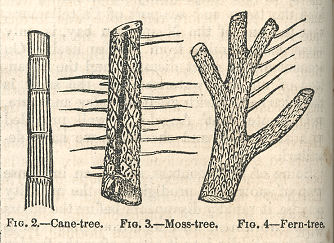 three plant stems