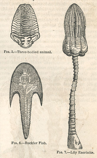 three small marine fossils