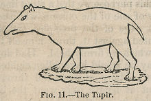 outline of tapir